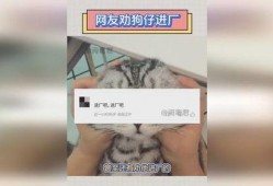 爆料明星进厂视频播放在线观看,独家视频带你探秘明星进厂幕后