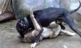 比特犬爆料一手视频,一手视频揭秘事件真相