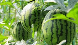 日照吃瓜群免费,免费畅享夏日清凉，共享欢乐时光