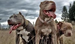 比特犬爆料一手视频,一手视频揭秘事件真相