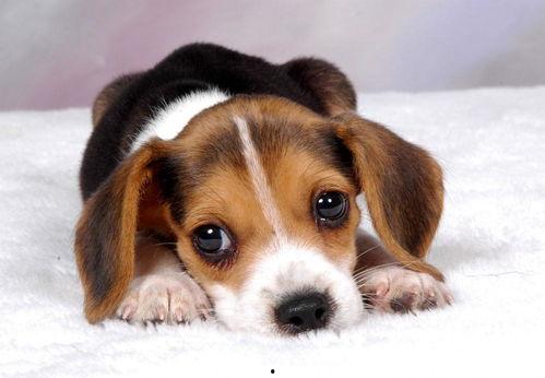 娱乐吃瓜菌小狗视频